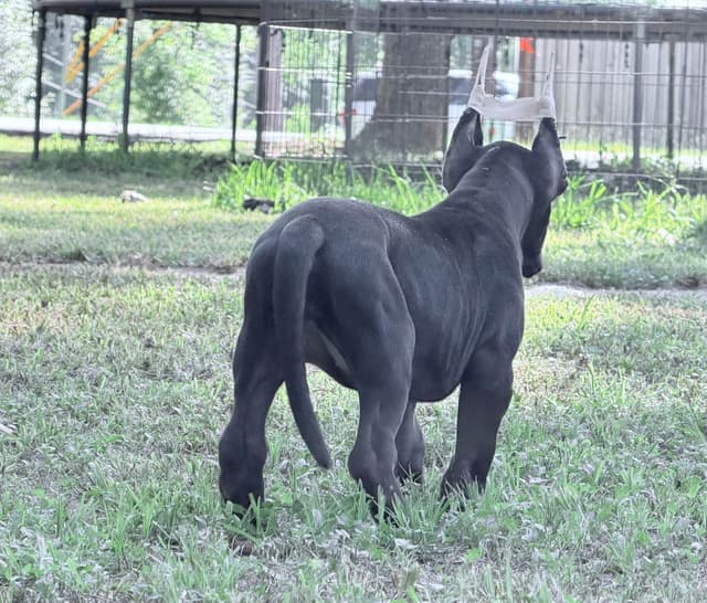 AKC Great Dane Females left media 29