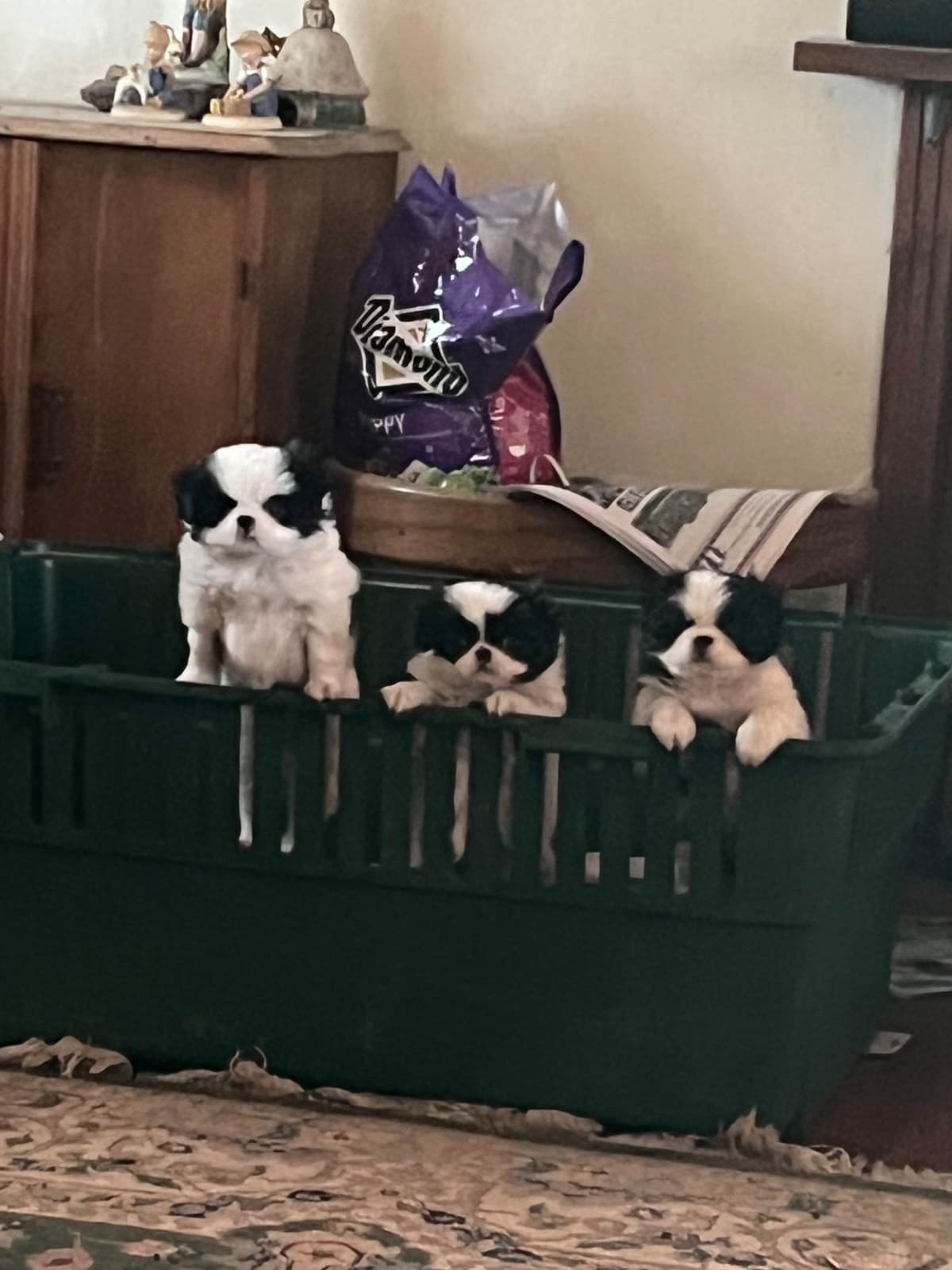 Japanese Chin Puppies breeder image 1