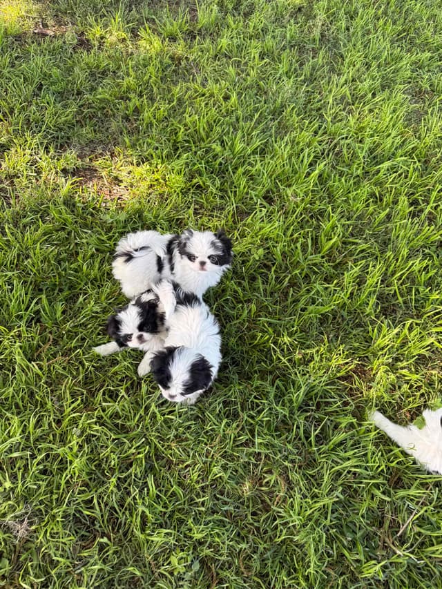 Japanese Chin Puppies media 2
