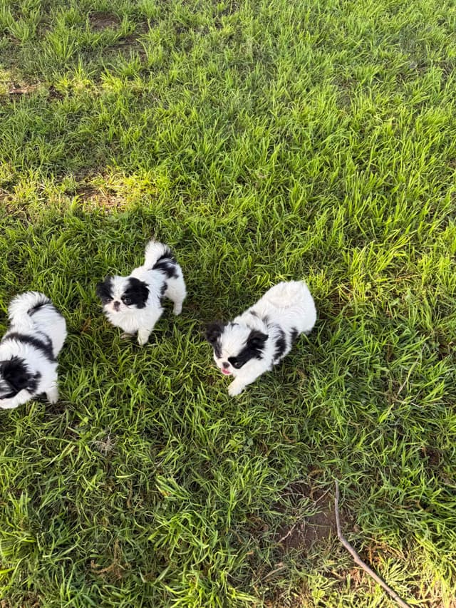 Japanese Chin Puppies media 4