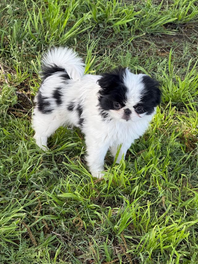 Japanese Chin Puppies media 5