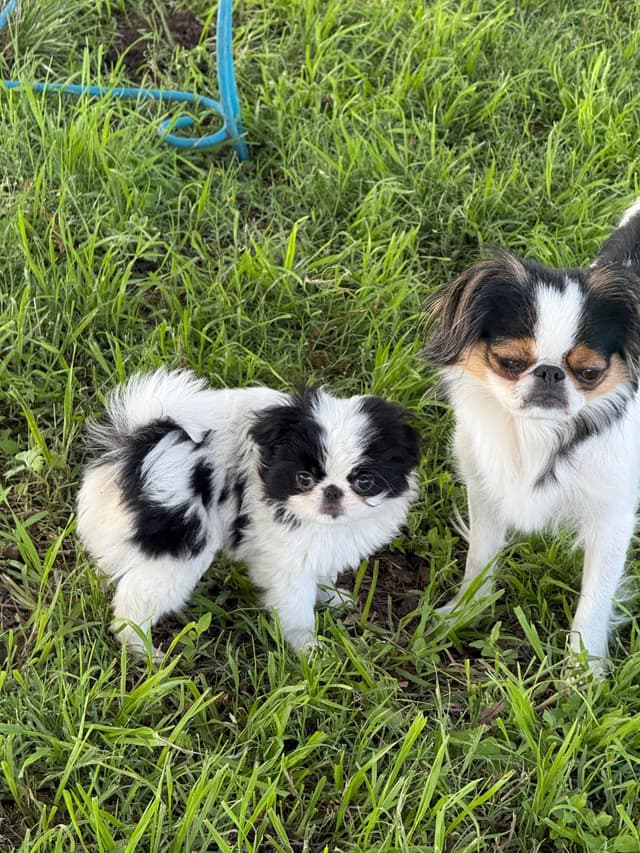 Japanese Chin Puppies media 6