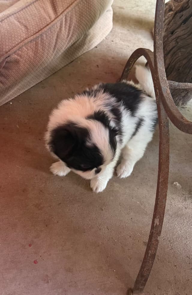 Japanese Chin Puppies media 2