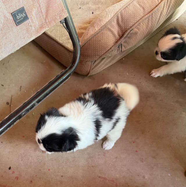 Japanese Chin Puppies media 3