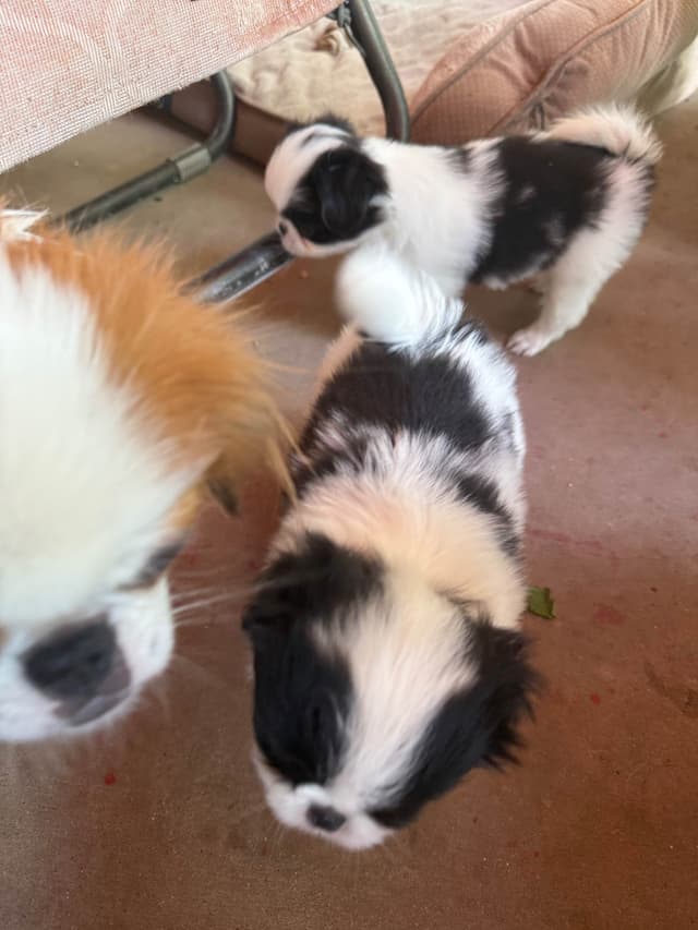 Japanese Chin Puppies media 4