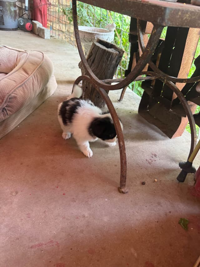 Japanese Chin Puppies media 5
