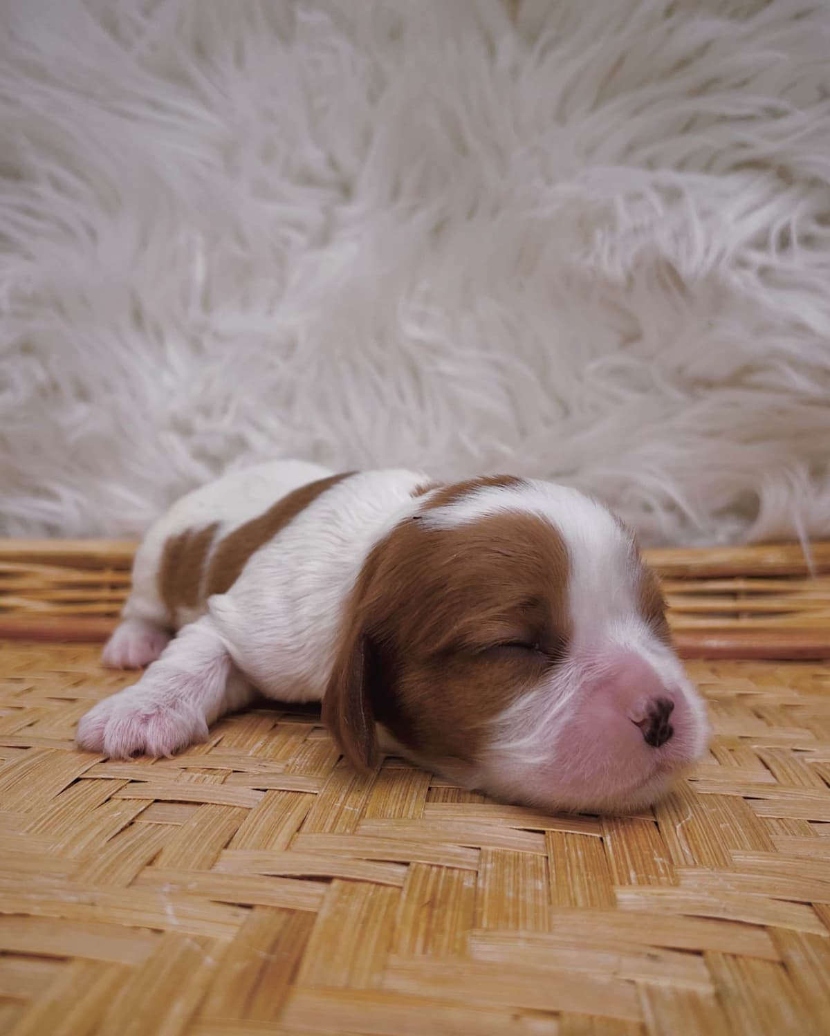 Cavalier King Charles Spaniel Puppies breeder image 3