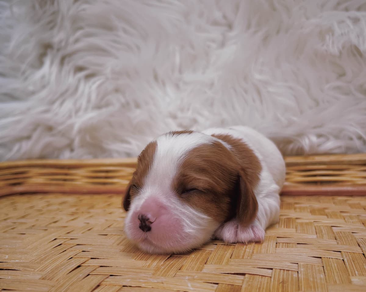 Cavalier King Charles Spaniel Puppies breeder image 4