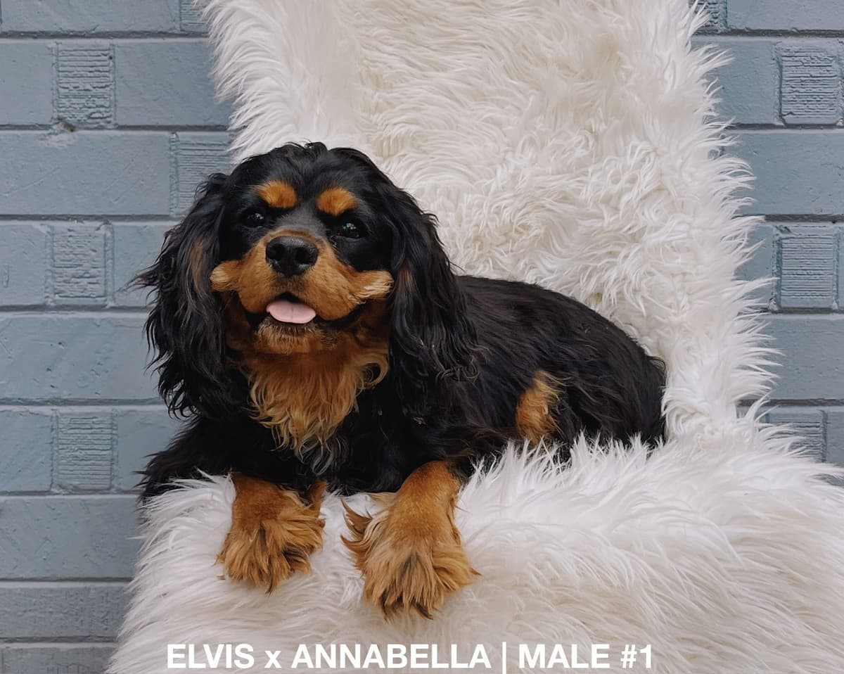 Cavalier King Charles Spaniel Puppies breeder image 6