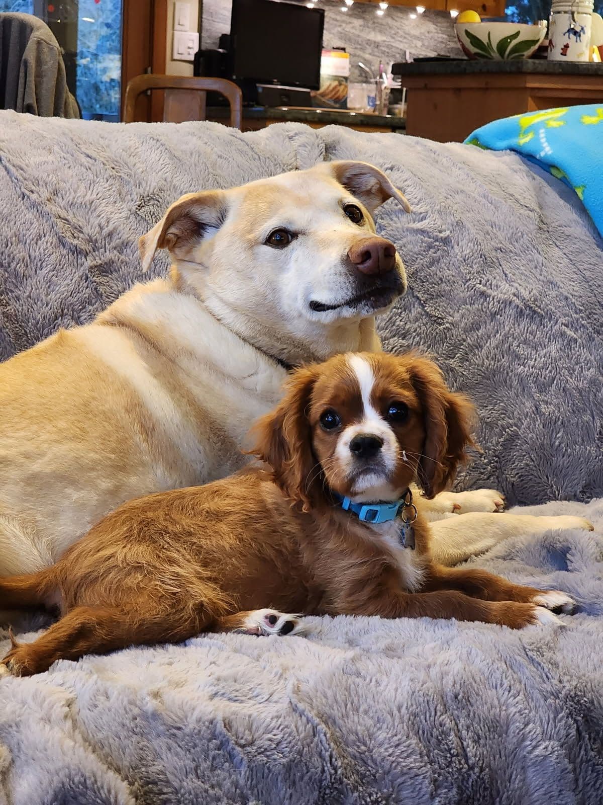 Cavalier King Charles Spaniel Puppies breeder image 11