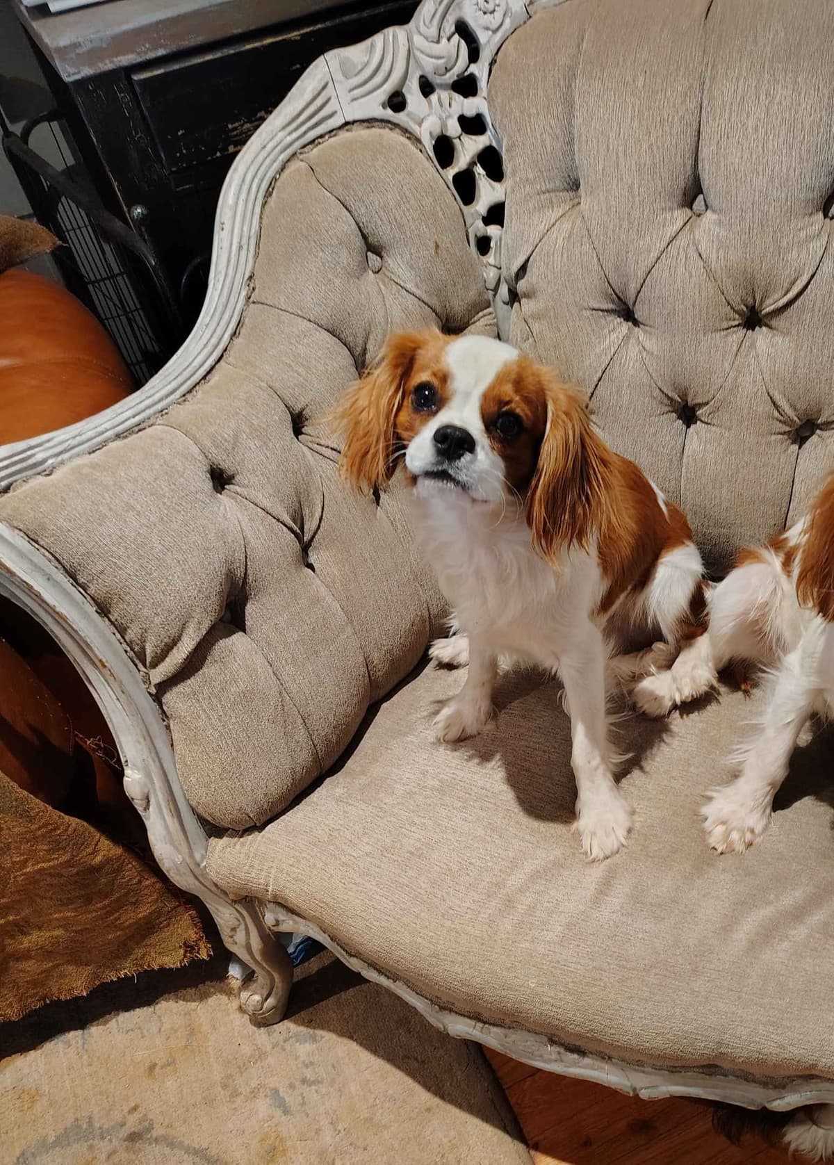 Cavalier King Charles Spaniel Puppies breeder image 12