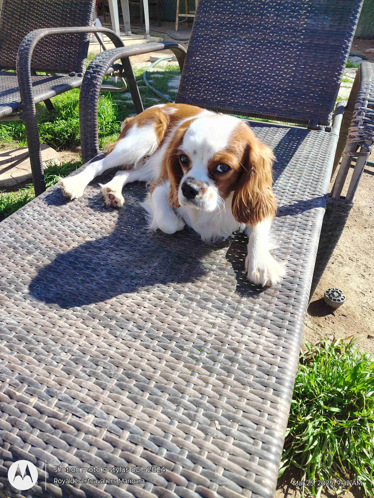 Cavalier King Charles Spaniel Puppies breeder image 15