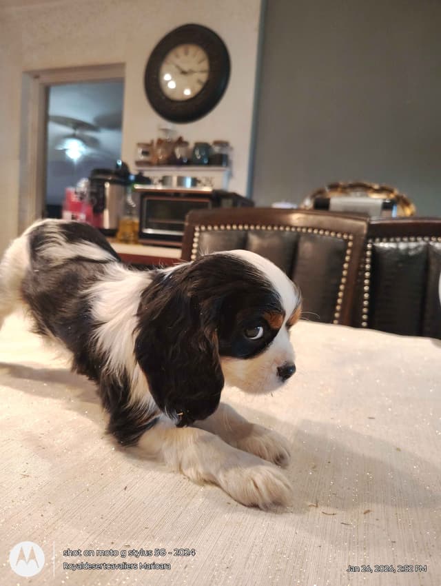 Cavalier King Charles Spaniel Puppies media 2