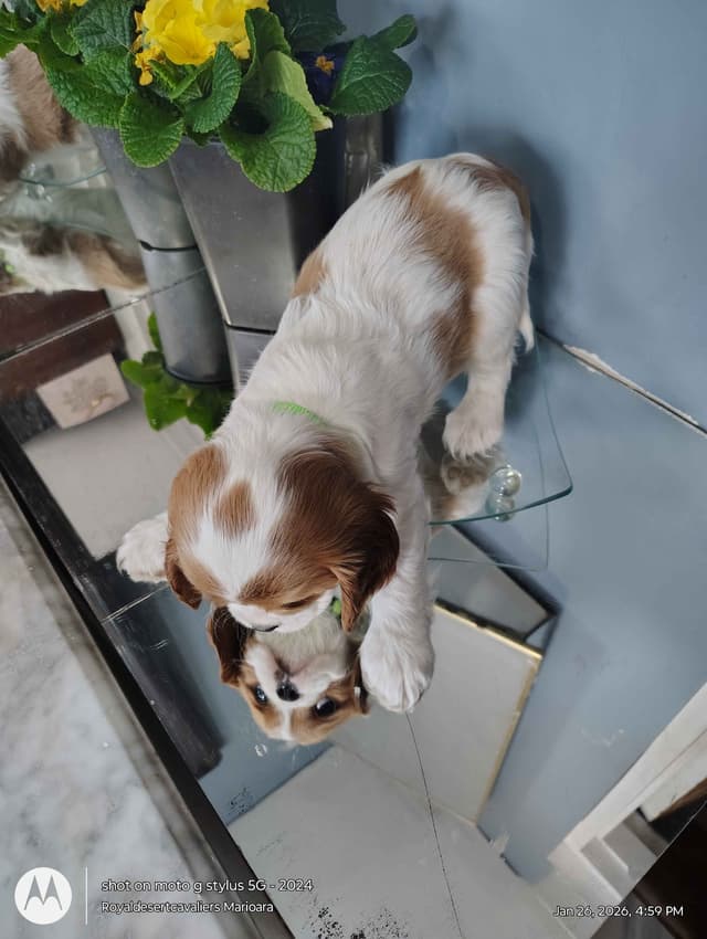 Cavalier King Charles Spaniel Puppies media 3