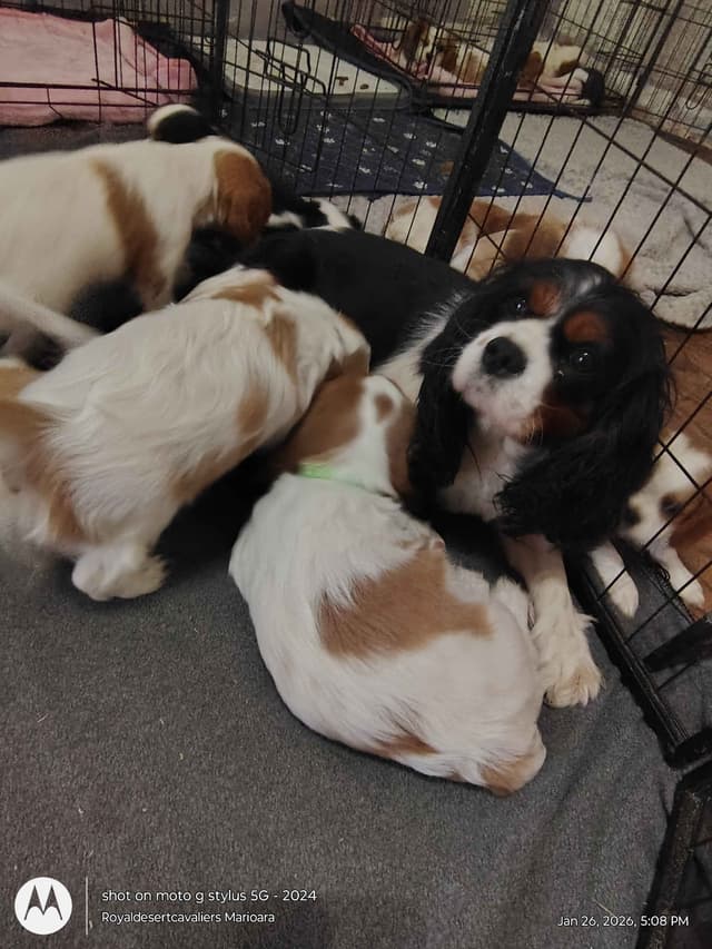 Cavalier King Charles Spaniel Puppies media 4