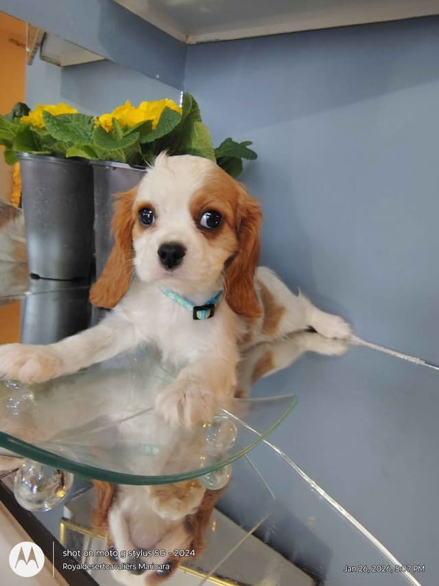 Cavalier King Charles Spaniel Puppies media 6