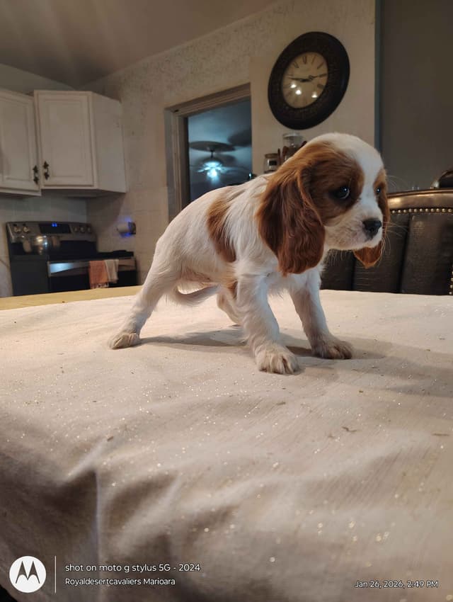 Cavalier King Charles Spaniel Puppies media 7