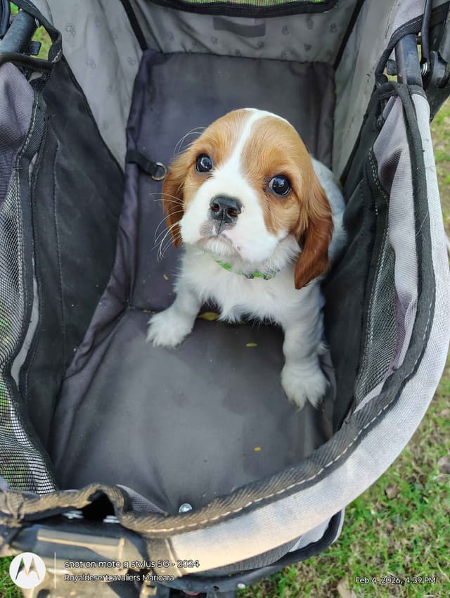 Cavalier King Charles Spaniel Puppies media 8