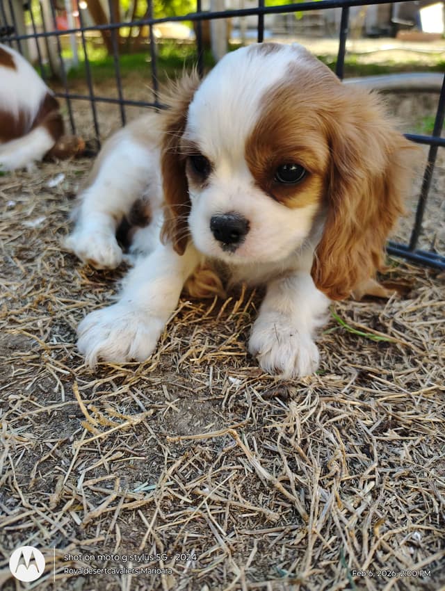 Cavalier King Charles Spaniel Puppies media 7
