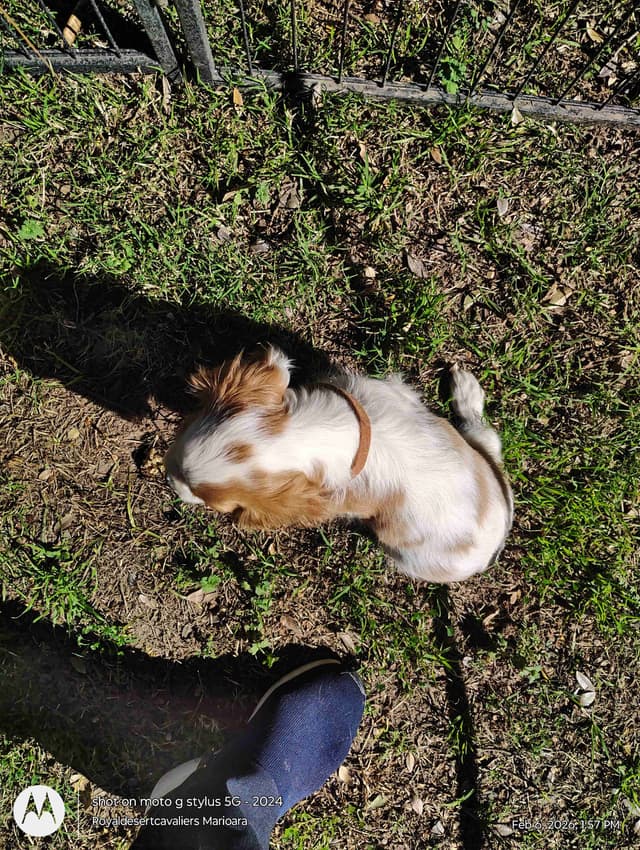 Cavalier King Charles Spaniel Puppies media 8