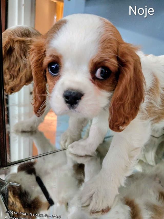 Cavalier King Charles Spaniel Puppies media 2