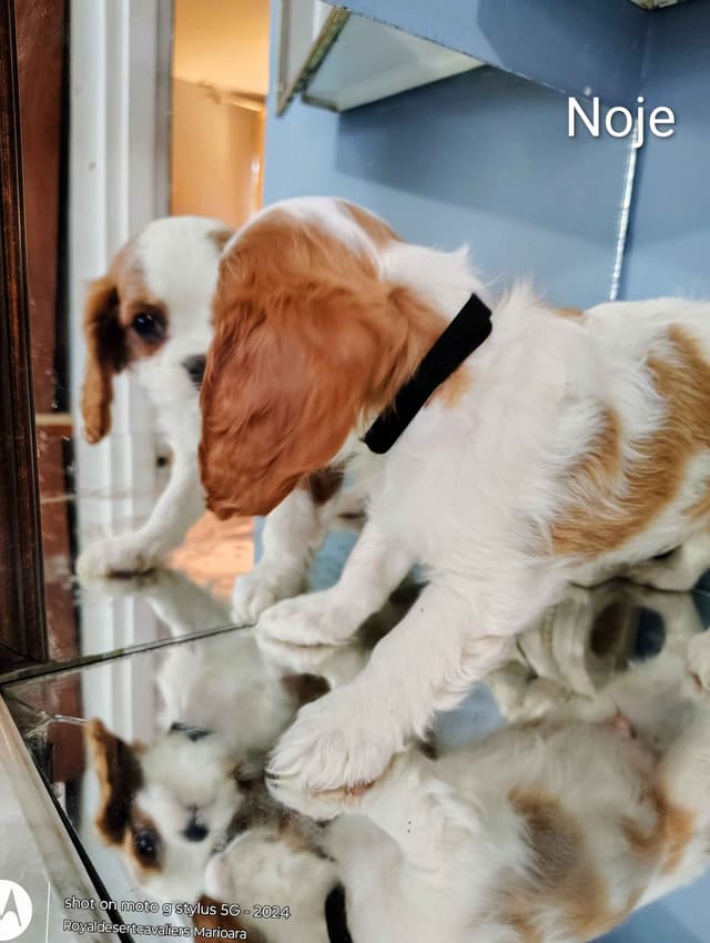 Cavalier King Charles Spaniel Puppies media 3