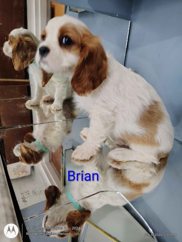 Cavalier King Charles Spaniel Puppies media 5
