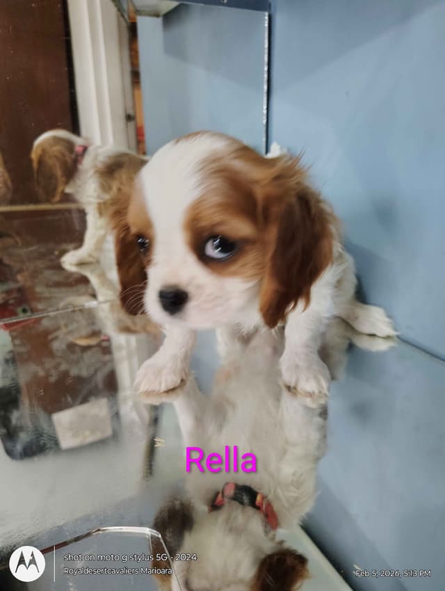 Cavalier King Charles Spaniel Puppies media 10