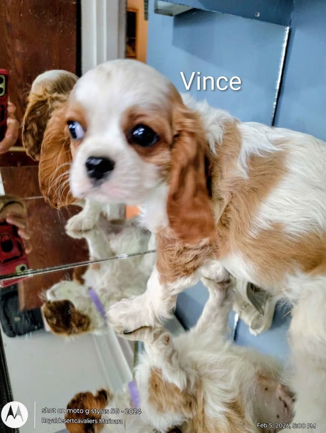 Cavalier King Charles Spaniel Puppies media 4