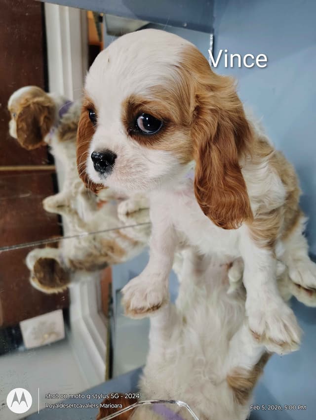 Cavalier King Charles Spaniel Puppies media 6
