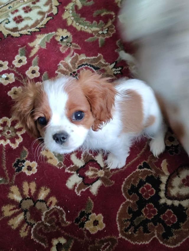 Cavalier King Charles Spaniel Puppies media 11