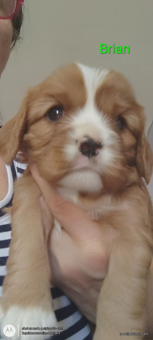 Cavalier King Charles Spaniel Puppies media 5