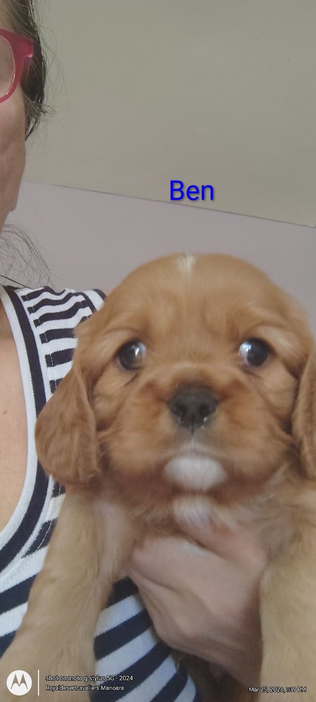 Cavalier King Charles Spaniel Puppies media 4