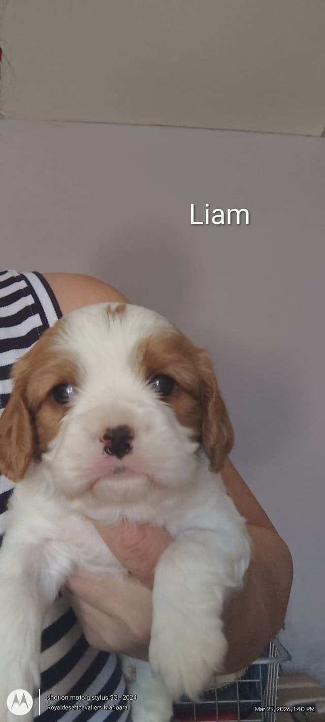 Cavalier King Charles Spaniel Puppies media 7