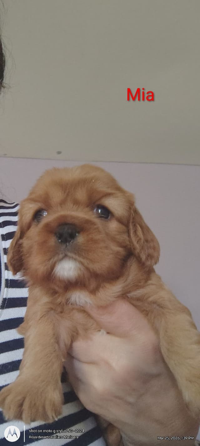 Cavalier King Charles Spaniel Puppies media 6