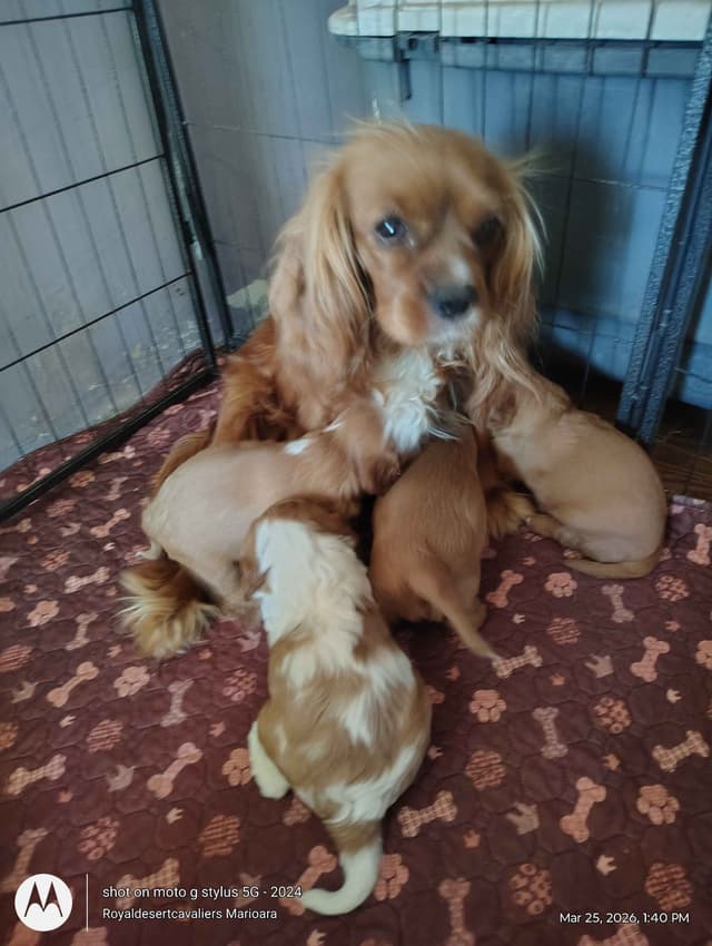 Cavalier King Charles Spaniel Puppies media 3