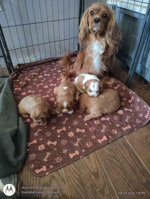 Cavalier King Charles Spaniel Puppies media 8