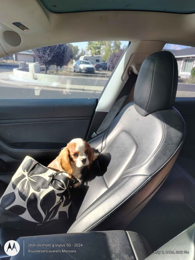 Cavalier King Charles Spaniel Puppies media 12