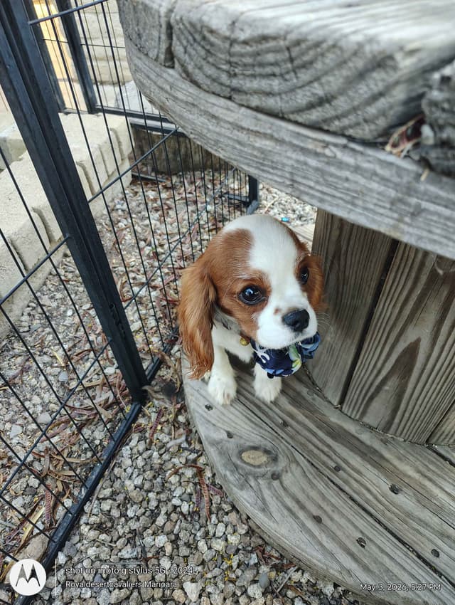 Cavalier King Charles Spaniel Puppies media 16