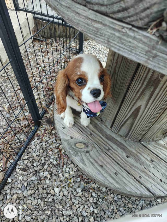 Cavalier King Charles Spaniel Puppies media 17