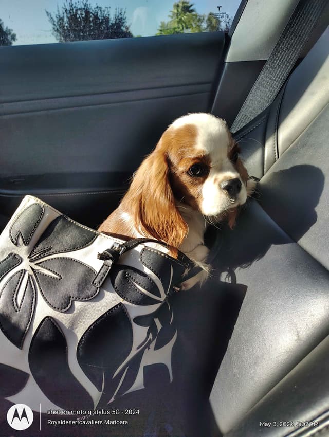 Cavalier King Charles Spaniel Puppies media 18