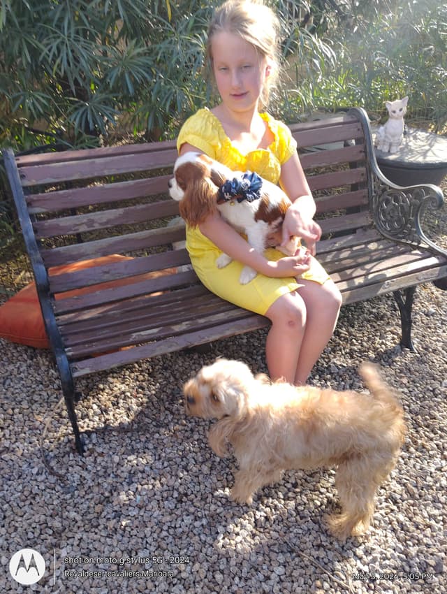 Cavalier King Charles Spaniel Puppies media 21