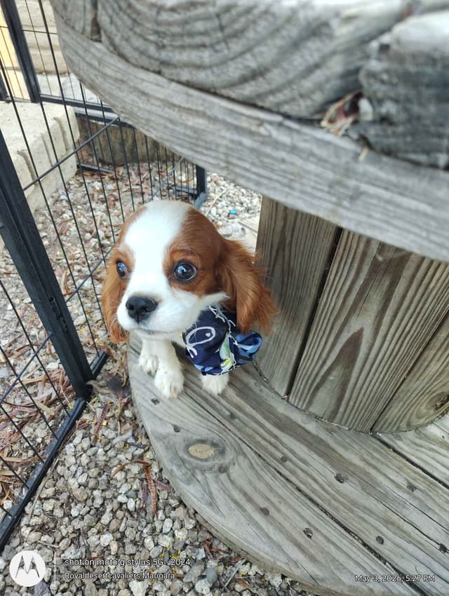 Cavalier King Charles Spaniel Puppies media 19