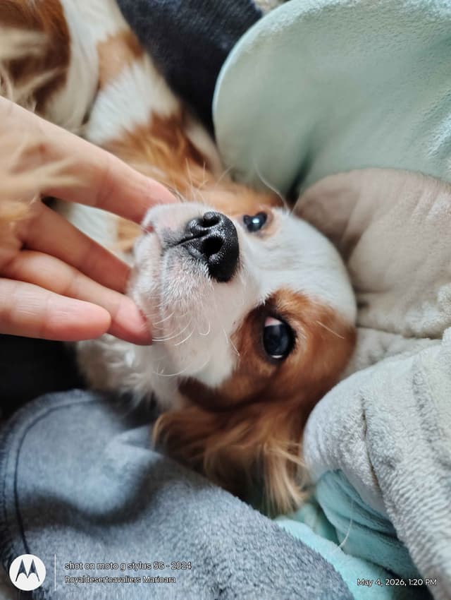 Cavalier King Charles Spaniel Puppies media 9