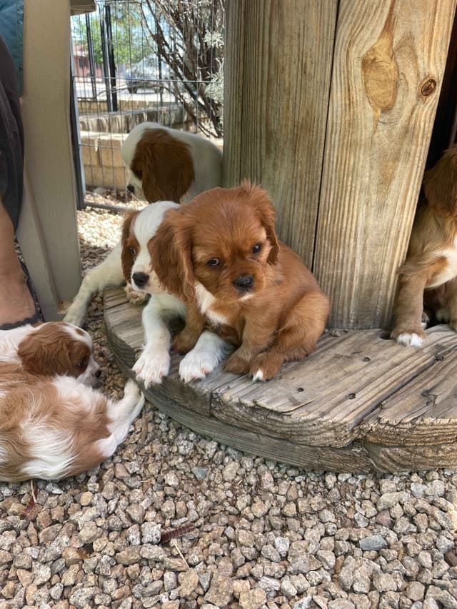 Cavalier King Charles Spaniel Puppies media 2