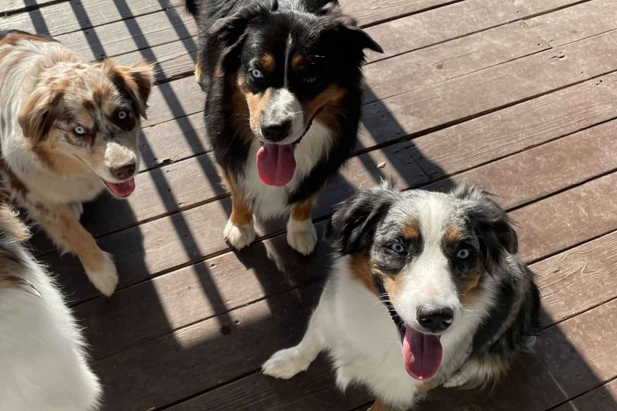 Australian Shepherd Puppies breeder image 1