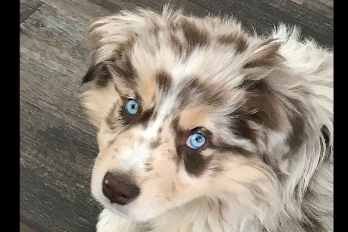 Australian Shepherd Puppies breeder image 2