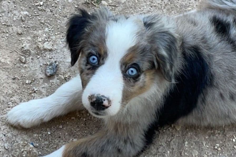 Australian Shepherd Puppies breeder image 3