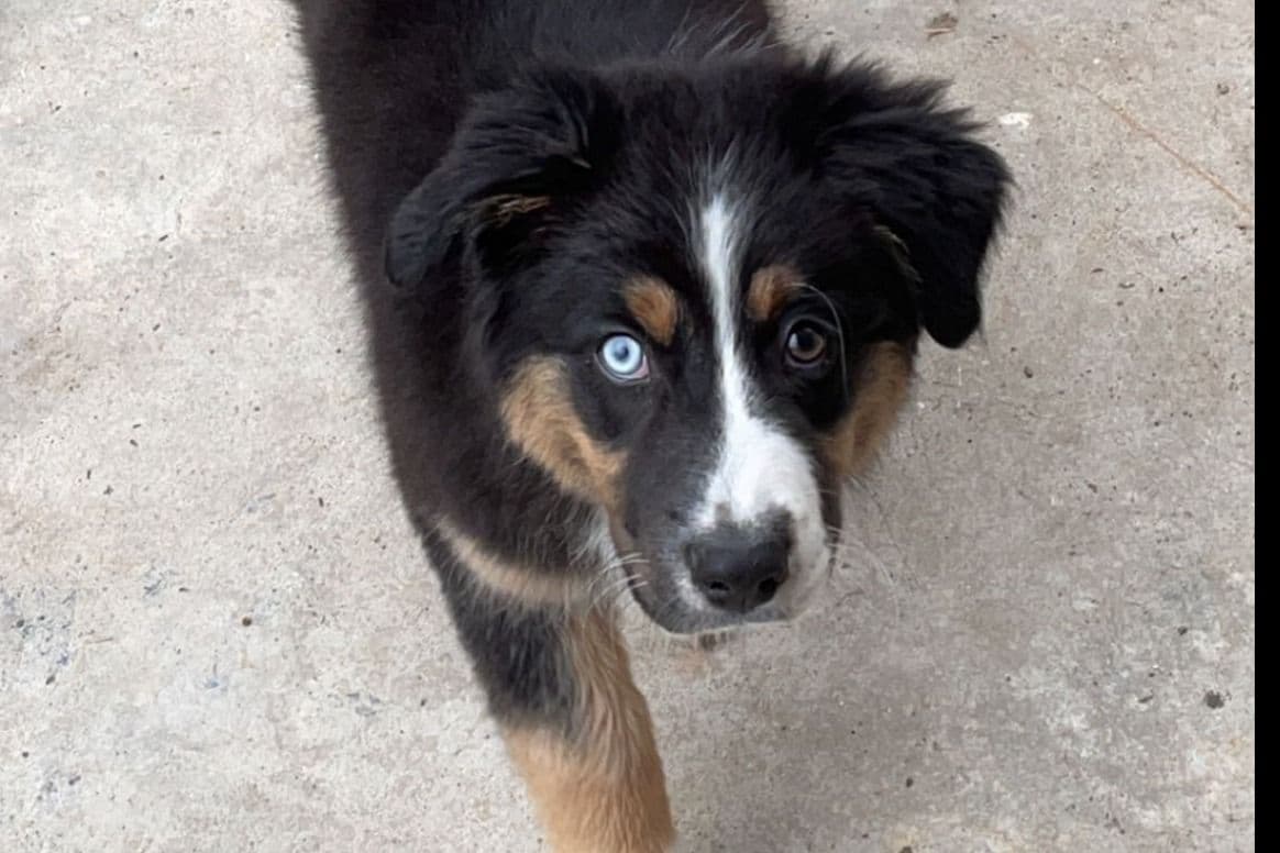 Australian Shepherd Puppies breeder image 4