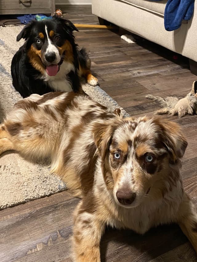 Australian Shepherd Puppies media 2
